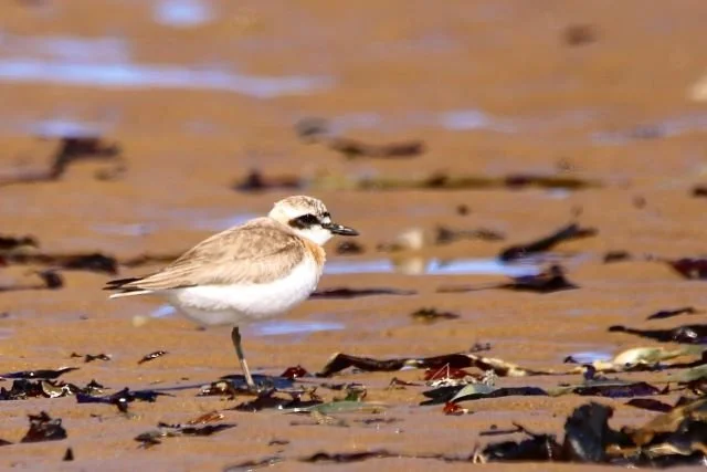 Greater_Sand_Plover_Charadrius_leschenaultii_MKN.JPG