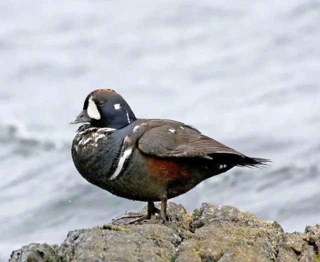 Harlequin_Duck_Norwick_Unst_5Aug2022_JL_Irvine.jpg