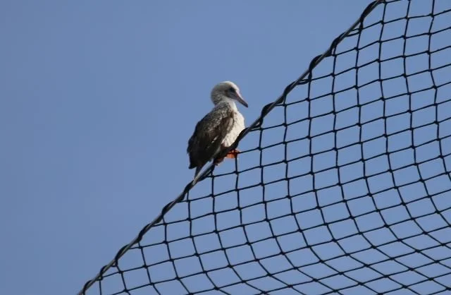Red-footed_Booby_Bishop_Rock_Oct23_MKN.jpg