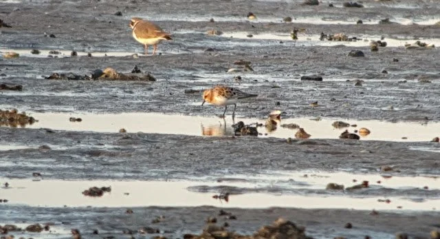 Red-necked_Stint_Blyth_Estuary_6Jun2021_Rob_Stonehouse.jpg