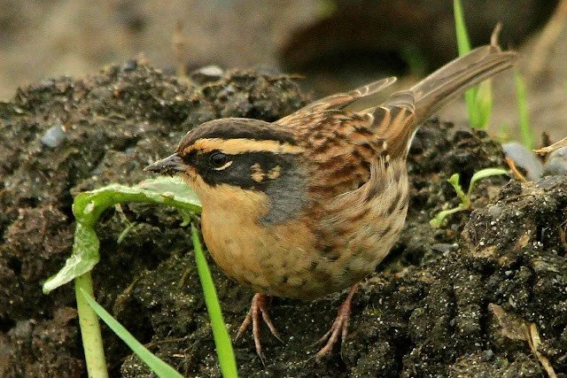 Siberian_Accentor_Orkney_27Oct2016_Rob_Stonehouse.jpg