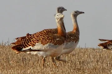 Great_Bustard_Kris_Webb.jpg