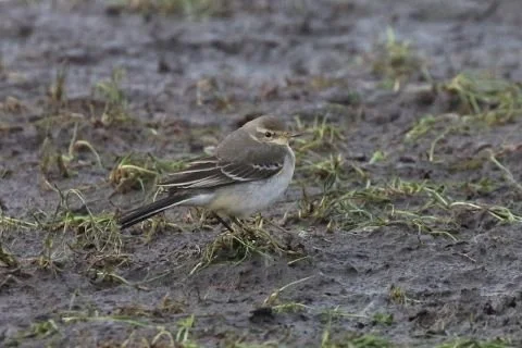 Eastern_Yellow_Wagtail_Motacilla_tschutschensis_Rob_Stonehouse.JPG