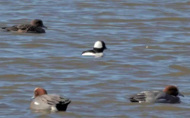 Bufflehead_Cresswell_26Feb2021_MKN.jpg