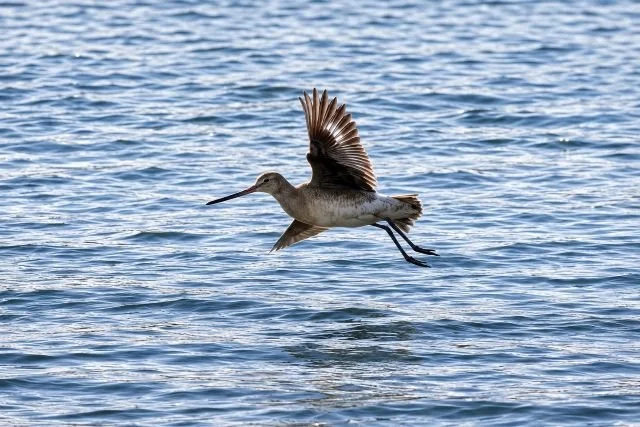 Hudsonian_Godwit_Cattawade_16Aug2026_MKNaylor.jpg