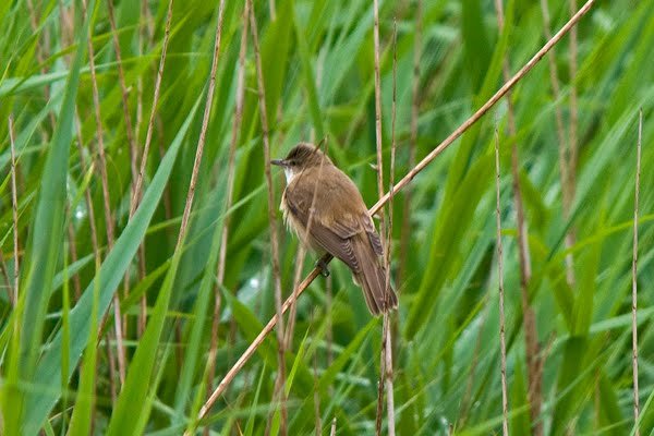 Great_Reed_Warbler_Ilkeston_08Jun2010_P_Woollen.jpg