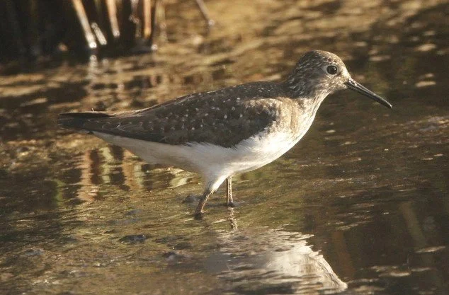 Solitary_Sandpiper_Lower_Moors_Jun2024_Kris_Webb.jpg