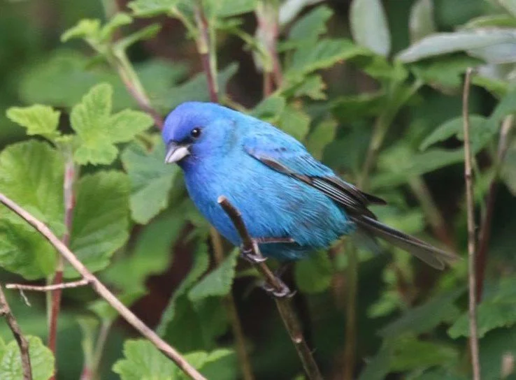 Indigo_Bunting_Passerina_cyanea_Whitburn_18May24_MKN.JPG