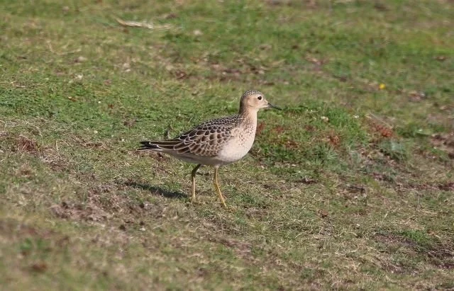 Buff-breasted_Sandpiper_St_Agnes_Oct23_MKN.jpg