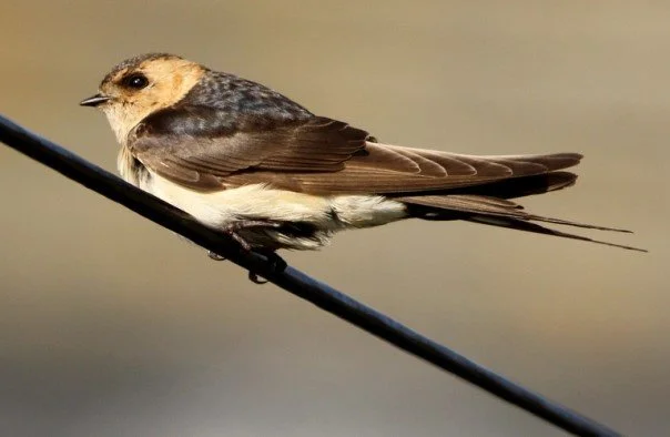 Red-rumped_Swallow_Hugh_Town_Oct2022_KGWebb.jpg