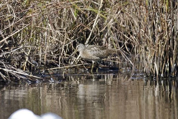 Short-billed_Dowitcher_Lodmoor_05Sep2012_P_Woollen.jpg