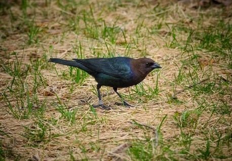 Brown-headed_Cowbird_Molothrus_ater.jpg