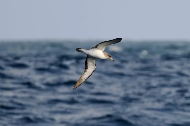 Scopoli_s_Shearwater_Celtic_sea_01Sep2025_Paul_French.jpg