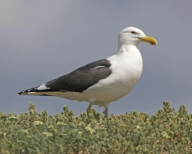 Cape_Gull_Larus_dominicanus_vetula.jpg