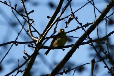 Scarlet_Tanager_Shelf_11Nov2024_MKN.jpg