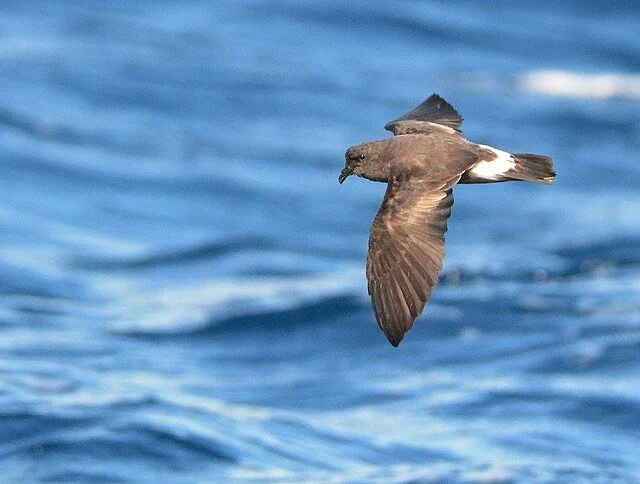 Madeiran_Petrel_Hydrobates_Castro.jpg