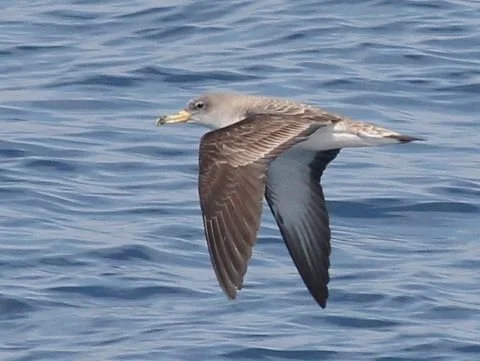 Scopoli's_Shearwater_Calonectris_diomedea.jpg