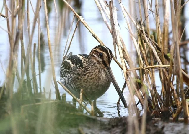 Wilsons_Snipe_Lower_Moors_06)ct2025_MKN.jpg