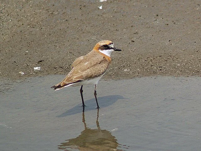 Siberian_Sand_Plover_Charadrius_mongolus_P4233532.jpg