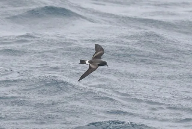 Band-rumped_Petrel_Canyons_17Sep25_Paul_French.jpg
