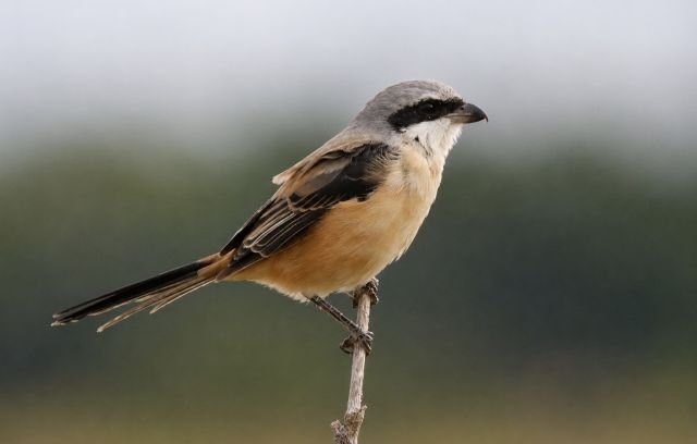 Long-tailed_Shrike_Eastleach_15Aug26_MKN.jpg