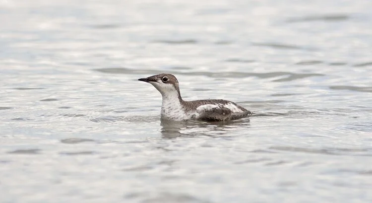 Long-billed_Murrelet_Dawlish_Nov2016_Graham_Catley.jpg