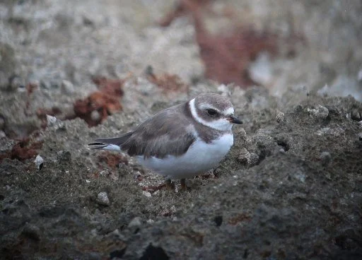 Semipalmated_Plover_Charadrius_semipalmatus_16775147397.jpg