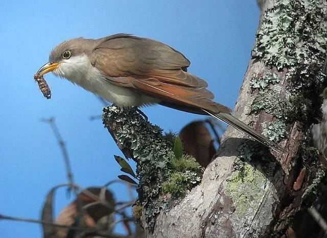Yellow-billed_Cuckoo_Coccyzus_americanus__(10761116064).jpg