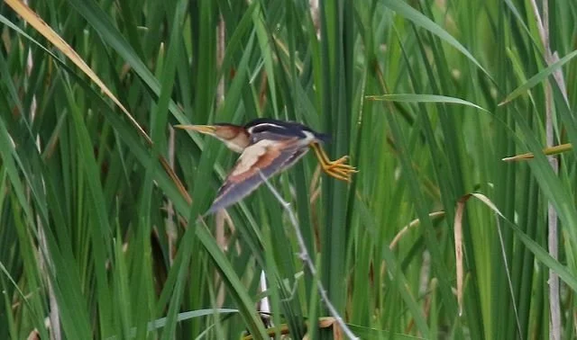 Least_Bittern_Ixobrychus_exilis_38959645664_NP.jpg