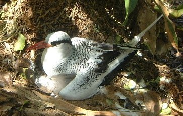 Red-billed_Tropicbird_Phaethon_aethereus.jpg