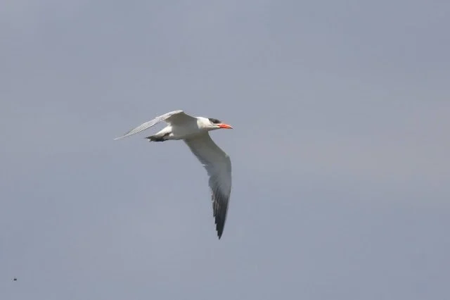 Caspian_Tern_Saltholme_23Jul2021_Rob_Stonehouse.JPG
