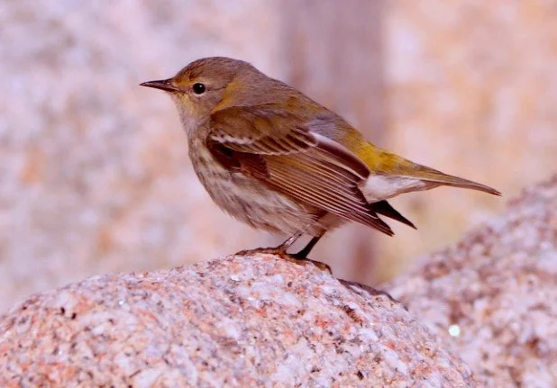 Cape_May_Warbler_Bryher_10Nov2023_Kris_Webb.jpg