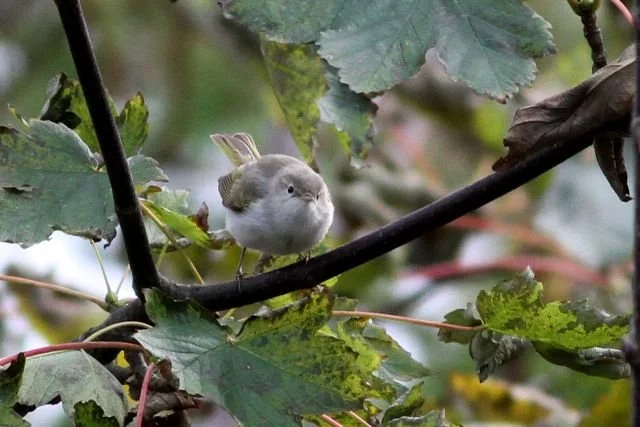 Eastern_Bonellis_Warbler_Scalloway_12Oct2014_Paul_French.jpg