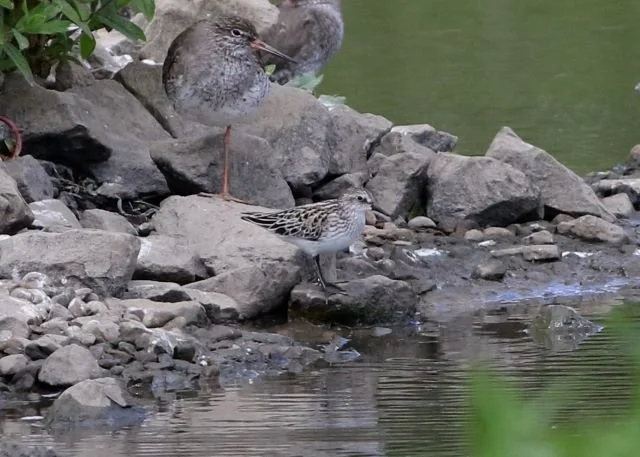 Semipalmated_Sandpiper_Washington_21Jun2018_Rob_Stonehouse.jpg