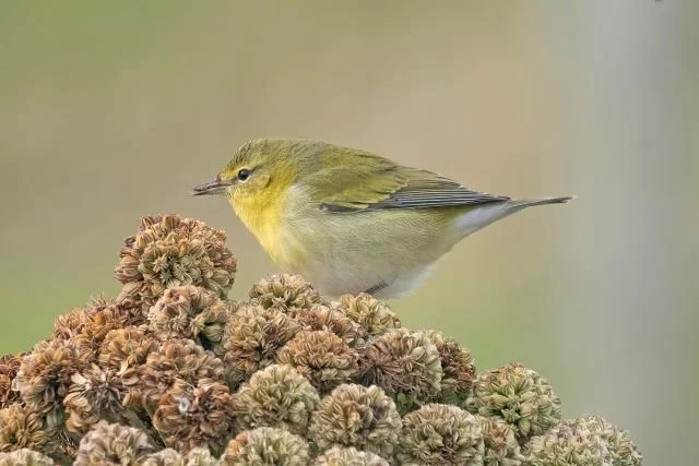 Tennessee_Warbler_Fair_Isle_Sept2024_Phil_Woollen.jpg