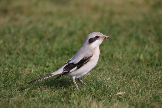Steppe_Shrike_Lanius_excubitor_pallidirostris_Dunbar_17Sep24_MKN.jpg