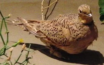 Pallas_s_Sandgrouse_Wikimedia.jpg