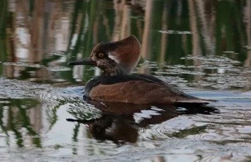 Hooded_Merganser_Seaton_Common_06May2018_Rob_Stonehouse.jpg