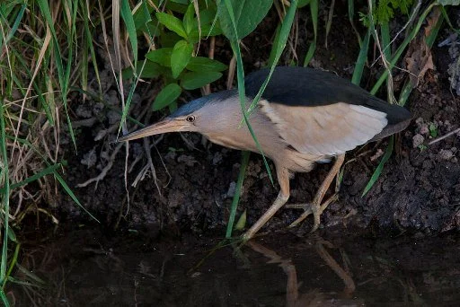 Little_Bittern_Ixobrychus_minutus_1.jpg