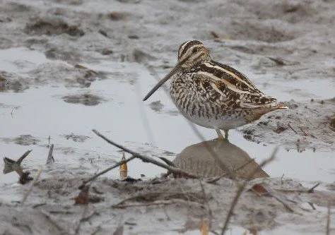 Wilson_s_Snipe_Gallinago_delicata02.jpg