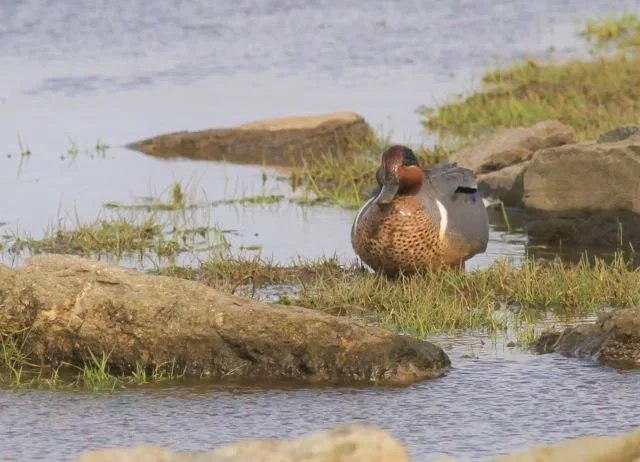 Green-winged_Teal_North_Ronaldsay12Apr2017_Simon_Davies.JPG