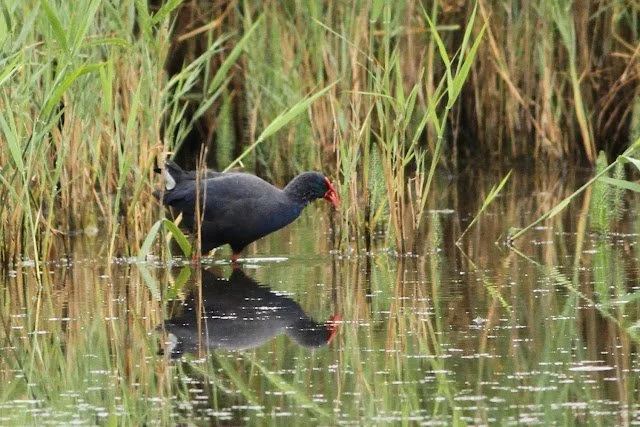 Western_Swamphen_Minsmere_02Aug2016_Rob_Stonehouse.jpg