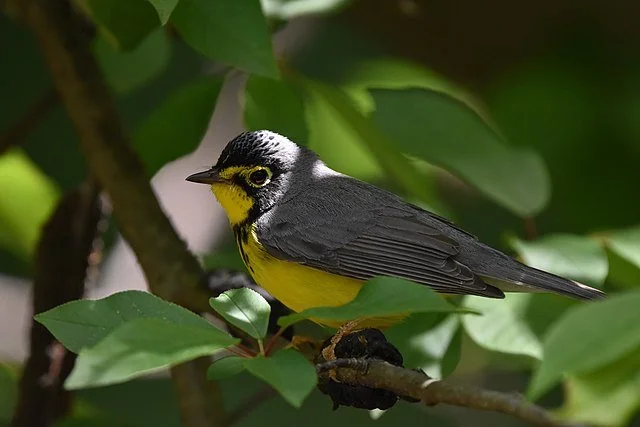 Canada_Warbler_Cardellina_canadensis.jpg