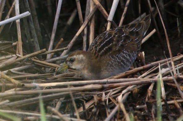Sora_Porzana_carolina_Porthhellick_03Oct2026_MKN.jpg