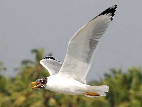 Pallas_s_Gull_Ichthyaetus_ichthyaetus02.jpg