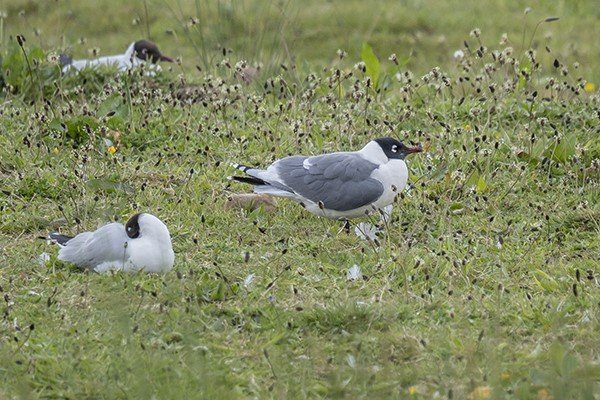 Franklin_s_Gull_St_Aidans_19May2021_P_Woollen.jpg
