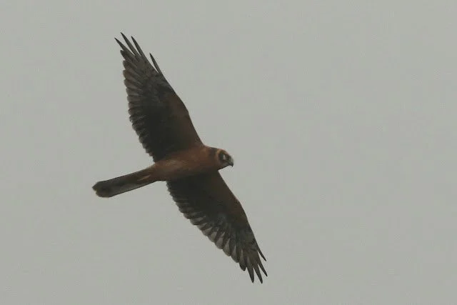 Pallid_Harrier_Skokholm_19Sep2024_RD_Brown.JPG