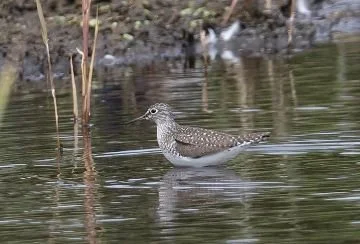 Solitary_Sandpiper_Tringa_solitaria_Joe_Pender.jpg