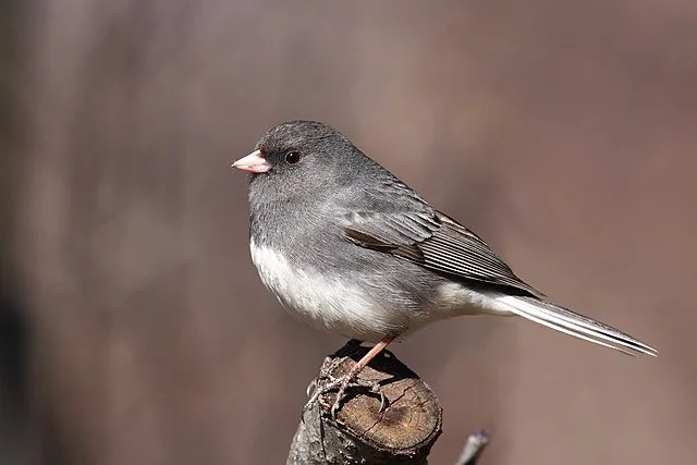 Dark-eyed_Junco_Junco_hyemalis_hyemalis_Wiki.jpg