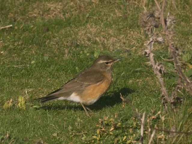Eyebrowed_Thrush_North_Ronaldsay_07Nov2024_George_Gay.jpg